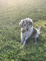 Merle female, a female Labradoodle and Miniature Aussiedoodle for sale in Pine City, MN – Photo 4 of 6