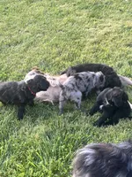 Merle female, a female Labradoodle and Miniature Aussiedoodle for sale in Pine City, MN – Photo 6 of 6