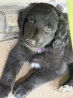 Robin, a female Aussiedoodle and Australian Labradoodle for sale in Pine City, MN – 1 of 6