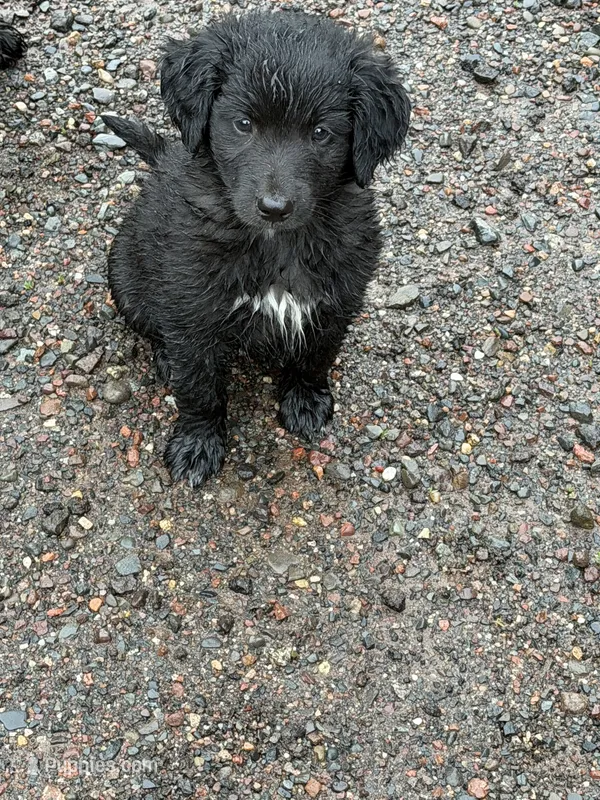 Goose – Aussiedoodle, Australian Labradoodle puppy for sale in Pine City, MN