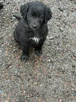 Goose, a female Aussiedoodle and Australian Labradoodle for sale in Pine City, MN – 1 of 4