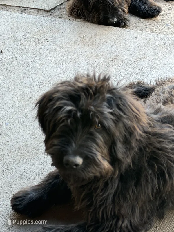 Vector  – Aussiedoodle, Labradoodle puppy for sale in Pine City, MN