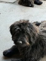 Vector , a male Aussiedoodle and Labradoodle for sale in Pine City, MN – 1 of 4