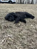 Twins girls, a female Aussiedoodle for sale in Pine City, MN – Photo 4 of 7
