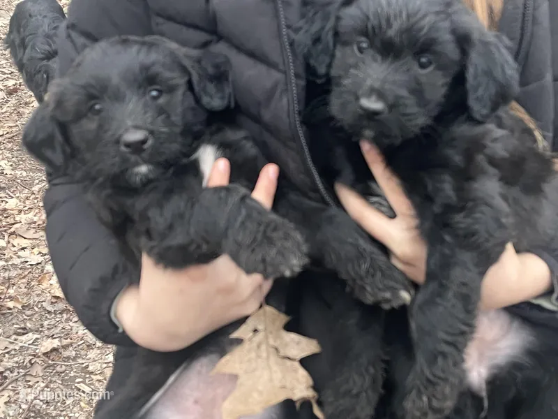 Twins girls, a female Aussiedoodle for sale in Pine City, MN – Photo 1 of 7