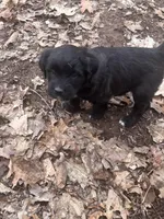 Twins girls, a female Aussiedoodle for sale in Pine City, MN – Photo 5 of 7
