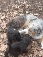Twins girls, a female Aussiedoodle for sale in Pine City, MN – Photo 6 of 7