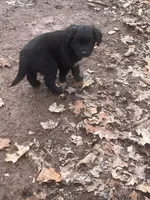 Twins girls, a female Aussiedoodle for sale in Pine City, MN – Photo 3 of 7