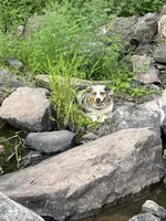 Cottontail, a female Miniature Australian Shepherd for sale in Pine City, MN – Photo 3 of 5