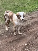 Cottontail, a female Miniature Australian Shepherd for sale in Pine City, MN – Photo 2 of 5