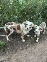 Cottontail, a female Miniature Australian Shepherd for sale in Pine City, MN – Photo 5 of 5