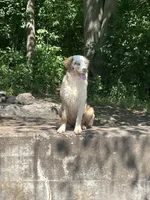 Cottontail, a female Miniature Australian Shepherd for sale in Pine City, MN – Photo 1 of 5