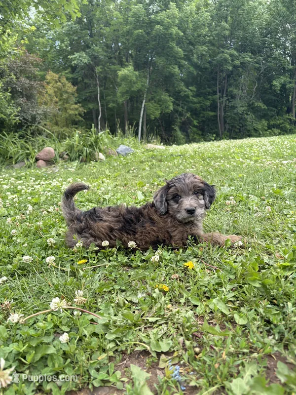 Red merle female  – Aussiedoodle, Australian Labradoodle puppy for sale in Pine City, MN