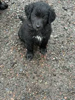 Goose, a female Aussiedoodle and Australian Labradoodle for sale in Pine City, MN – 4 of 4