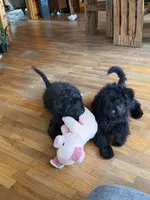 Vector , a male Aussiedoodle and Labradoodle for sale in Pine City, MN – 3 of 4