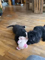 Vector , a male Aussiedoodle and Labradoodle for sale in Pine City, MN – 4 of 4