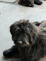 Gru, a male Aussiedoodle and Labradoodle for sale in Pine City, MN – 8 of 8