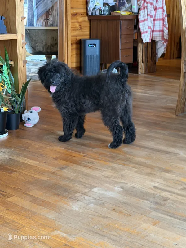 Kimber – Aussiedoodle, Labradoodle puppy for sale in Pine City, MN