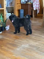 Gru, a male Aussiedoodle and Labradoodle for sale in Pine City, MN – 2 of 8