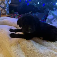 Gru, a male Aussiedoodle and Labradoodle for sale in Pine City, MN – 5 of 8