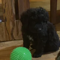 Gru, a male Aussiedoodle and Labradoodle for sale in Pine City, MN – 4 of 8