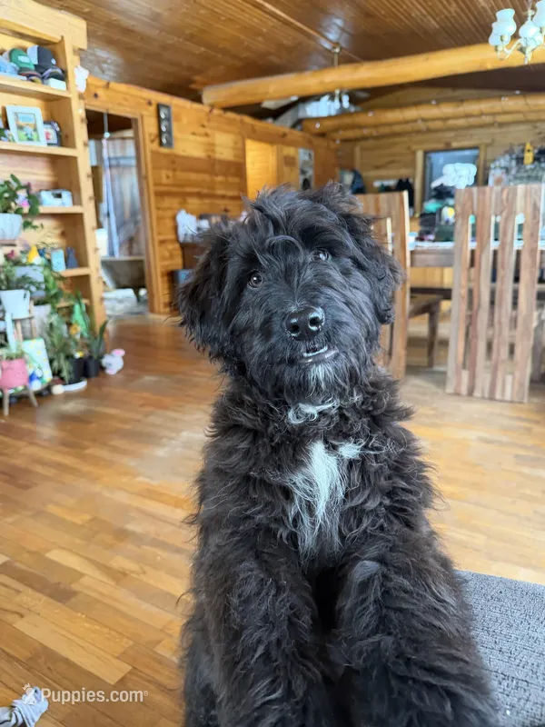 Gru – Aussiedoodle, Labradoodle puppy for sale in Pine City, MN