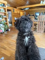 Gru, a male Aussiedoodle and Labradoodle for sale in Pine City, MN – 1 of 8