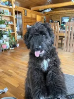 Gru, a male Aussiedoodle and Labradoodle for sale in Pine City, MN – 3 of 8