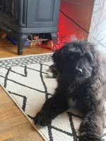 Gru, a male Aussiedoodle and Labradoodle for sale in Pine City, MN – 7 of 8