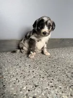 Blue merle female , a female Aussiedoodle and Australian Labradoodle for sale in Pine City, MN – 3 of 4
