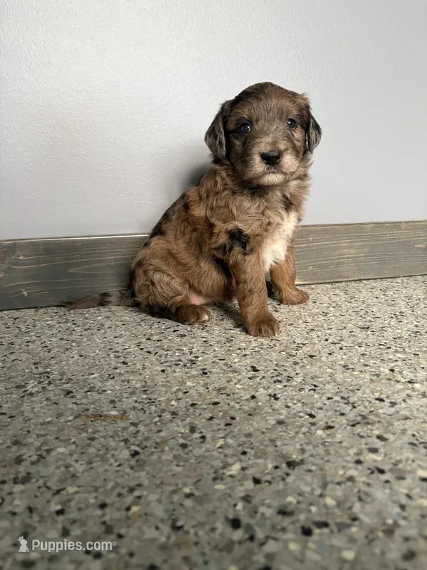 Red merle female  – Aussiedoodle, Australian Labradoodle puppy for sale in Pine City, MN