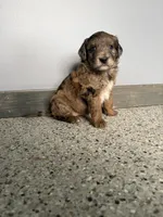 Red merle female , a female Aussiedoodle and Australian Labradoodle for sale in Pine City, MN – 1 of 4