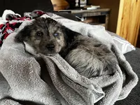 Female one blue eye, a female Miniature Aussiedoodle for sale in Pine City, MN – Photo 1 of 2