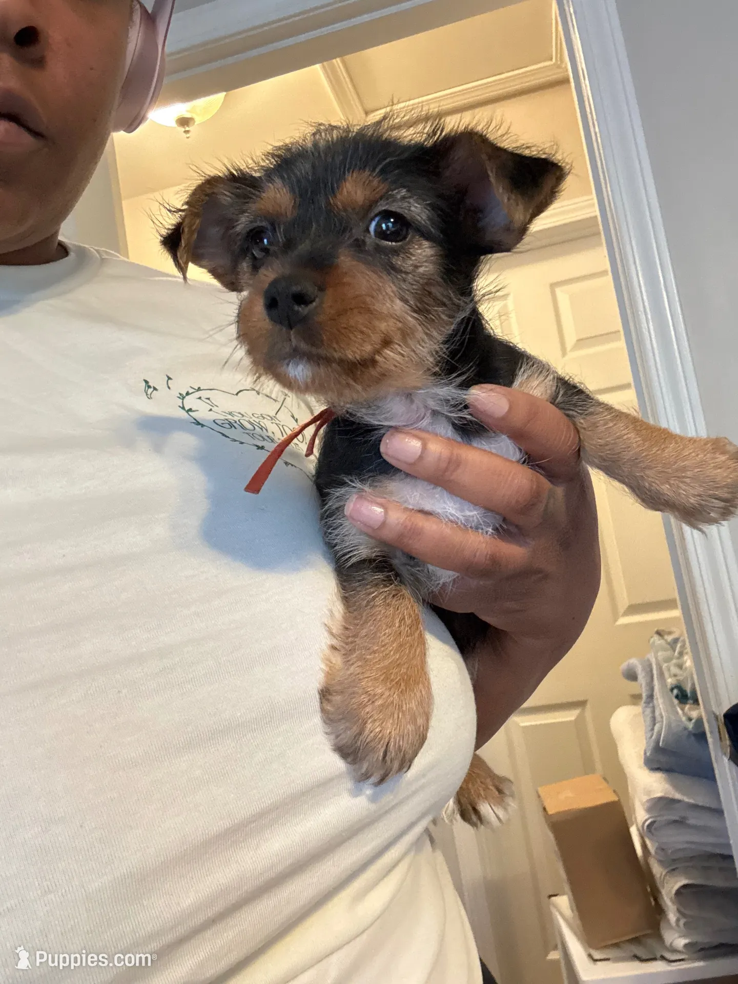 Sunshine , a male Yorkshire Terrier for sale in Charlotte, NC – 5 of 7