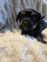 Noire (girl), a  Yorkipoo for sale in Charlotte, NC – 3 of 3