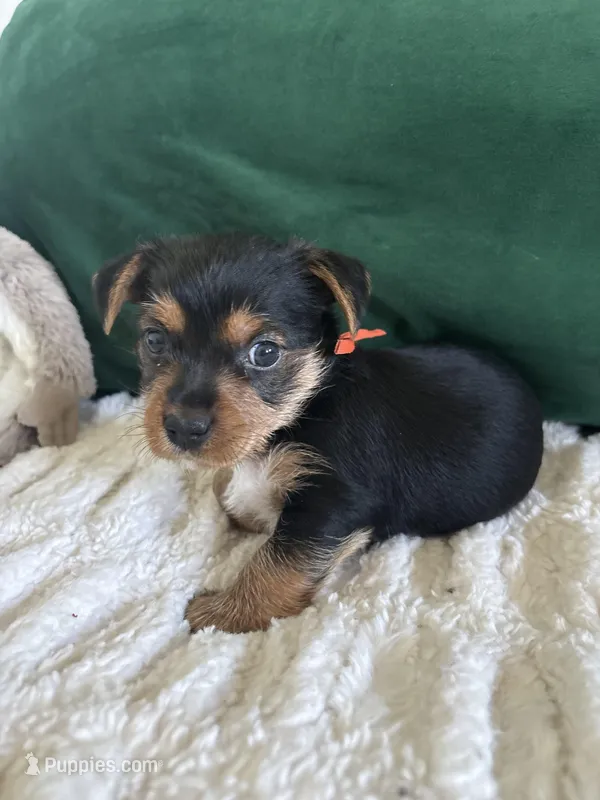 Sunshine  – Yorkipoo, Yorkshire Terrier puppy for sale in Charlotte, NC