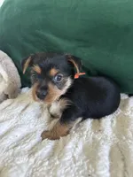 Sunshine , a male Yorkipoo and Yorkshire Terrier for sale in Charlotte, NC – Photo 2 of 5