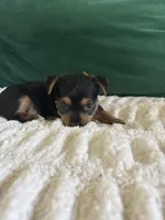 Sunshine , a male Yorkipoo and Yorkshire Terrier for sale in Charlotte, NC – Photo 5 of 5