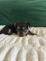 Sunshine , a male Yorkipoo and Yorkshire Terrier for sale in Charlotte, NC – Photo 4 of 5