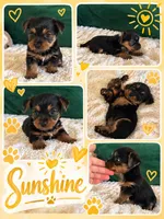 Sunshine , a male Yorkipoo and Yorkshire Terrier for sale in Charlotte, NC – Photo 1 of 5