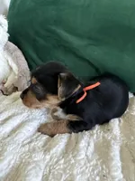 Sunshine , a male Yorkipoo and Yorkshire Terrier for sale in Charlotte, NC – Photo 3 of 5