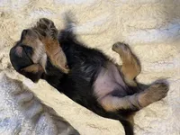 Rockie (girl), a  Yorkipoo for sale in Charlotte, NC – 3 of 3