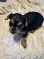 Champ (boy), a  Yorkipoo for sale in Charlotte, NC – 4 of 4