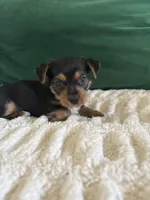 Sunshine , a male Yorkipoo for sale in Charlotte, NC – Photo 2 of 4