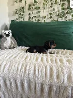 Sunshine , a male Yorkipoo for sale in Charlotte, NC – Photo 4 of 4