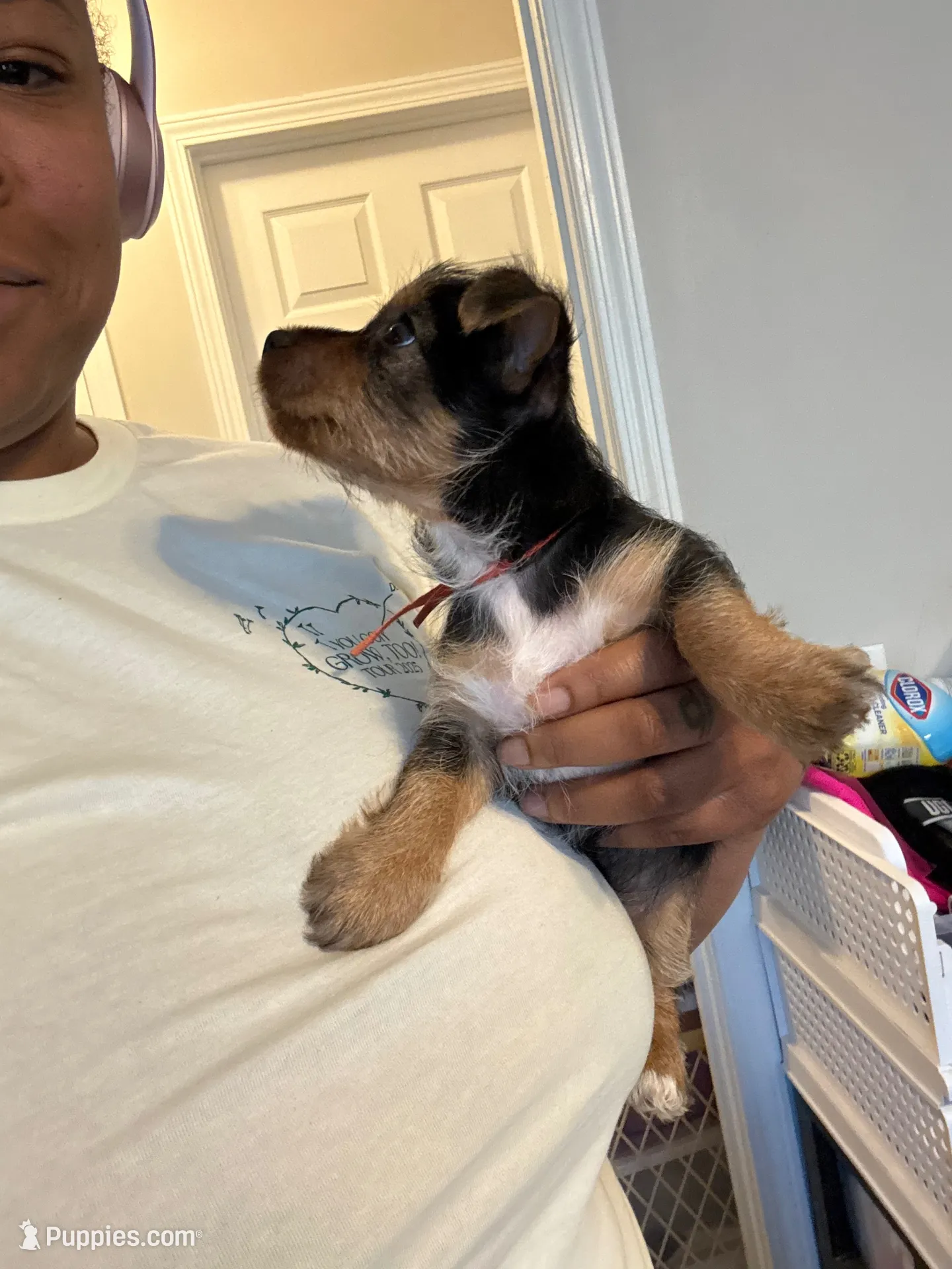 Sunshine , a male Yorkshire Terrier for sale in Charlotte, NC – 6 of 7