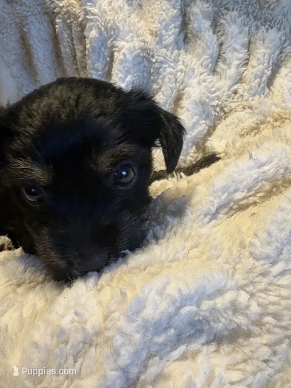 Noire (girl) – Yorkipoo puppy for sale in Charlotte, NC