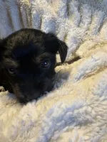 Noire (girl), a  Yorkipoo for sale in Charlotte, NC – 1 of 3
