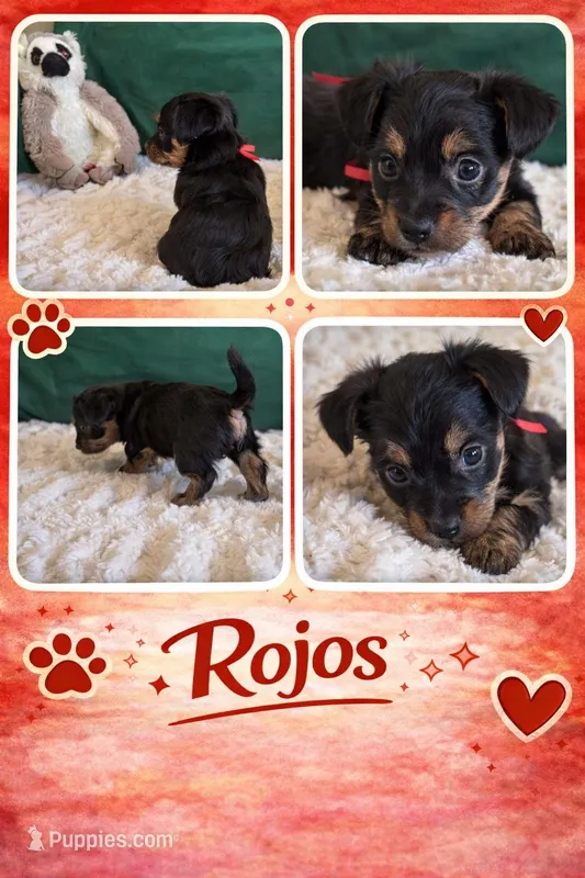 Rojos – Yorkipoo puppy for sale in Charlotte, NC