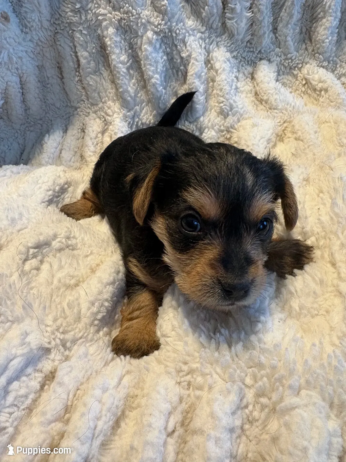 Rockie (girl), a  Yorkipoo for sale in Charlotte, NC – 1 of 3